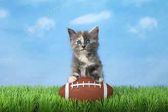 Kitten with American football in green grass