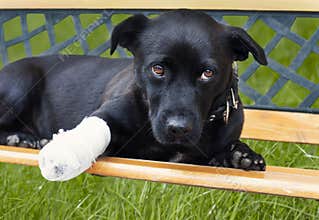Dog with broken leg
