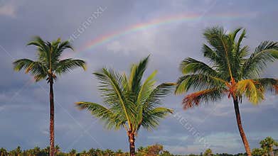 Coconut palm trees and rainbow against blue tropical sky with clouds. Summer tropical vacation