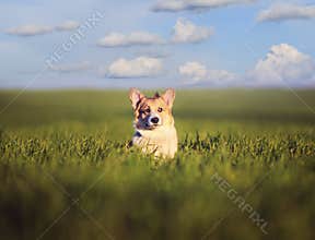 Small butterfly sat on the head of a funny little red dog puppy Corgi on a green meadow in the grass on a Sunny spring day