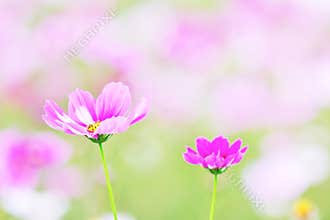 Growing pink cosmos flowers, nature