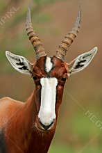 Bontebok antelope