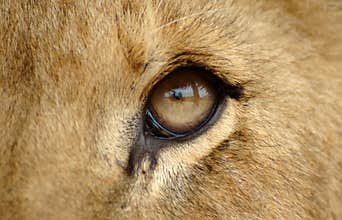Lion eye