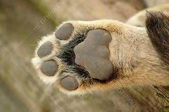 Lion paw