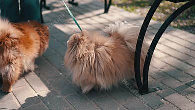 Dog breed Shih Tzu barking at the camera. Close up. Then another dog comes running.