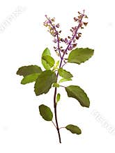 Wild Holy Basil Tulasi in flower isolated