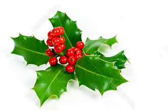 Christmas decoration with holly leaves and berries