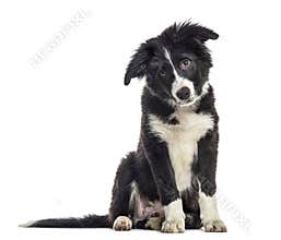 puppy border collie dog, 3 months old, sitting, isolated on whit