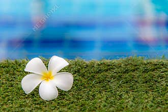 Plumeria flowers spa near swimming pool, relax and healthy care.