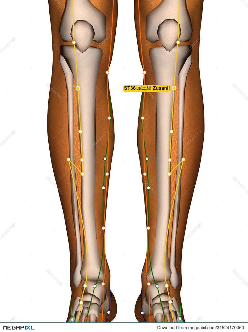 St36 Muscle St36 Clipart And Illustrations