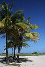 Palm tree in Miami Beach