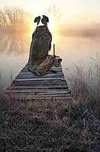 Dog, Sunrise, Sunset, Water, Bulldog