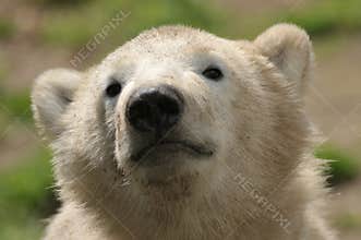 Cute polar bear cub