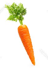 Carrot isolated on white