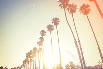 Palms in sunset light in Santa Barbara