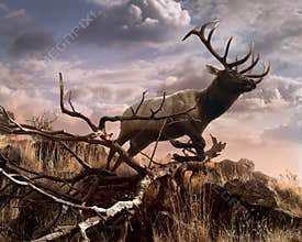 Elk Passage