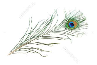 Peacock feather