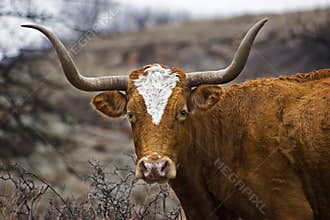 Portrait of a Texas Longhorn