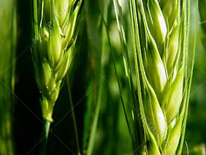 barley ears