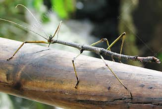 Stick Bug