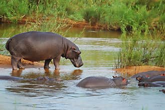 Hippo's (Hippopotamus amphibius)
