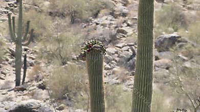 Arizona, desert, a dove drinking nectar from flowers on top of a saguaro cactus