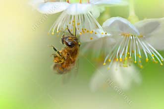 Bee