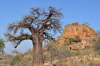 Baobab tree in african landscape