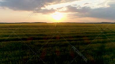 4K Aerial drone footage. Fly over wheat field at sunset. Dolly shot
