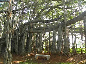 Big trunks, branches and aerial roots of an old Big Banyan tree