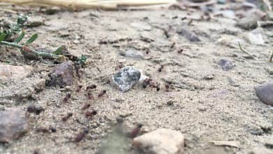 Working ants