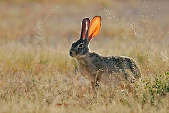 Scrub hare, Etosha National Park, Namibia