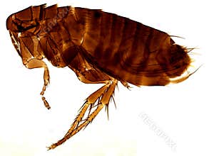 Flea Ceratophyllus pullatus