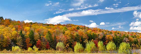 Colorful fall forest foliage in panoramic New England landscape