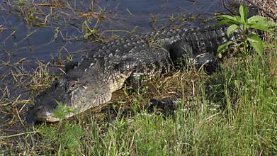 Mother alligator with her babies near lake