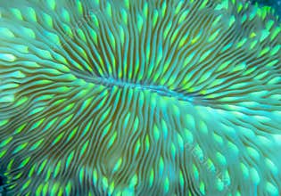 Neon green abstract close up mushroom coral