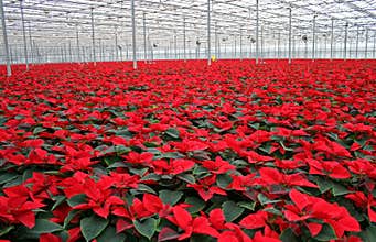 Poinsettia in greenhouse