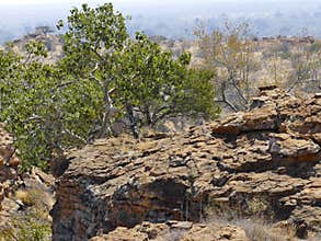 Landscape in Mapungubwe