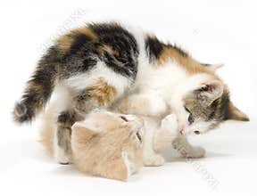 Two cats playing on white background
