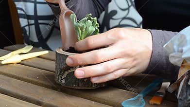 The woman florist plants succulent to a wooden flowerpot. close-up. angle view