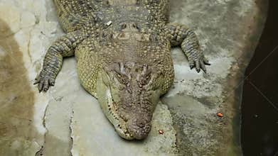 Dangerous crocodile sunbathing at the zoo