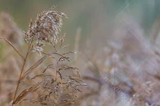 Phragmites australis a common reed grass in Tasmania found around lakes, rivers and streams