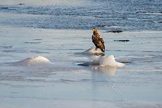 Norwegian Sea Eagles