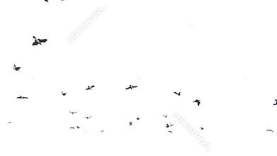 Seagulls flying against white, 4K