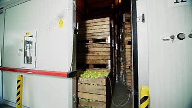 Fresh harvested Apples in a Storage Compartment, a special storage room in warehouse. tightly spaced many large wooden