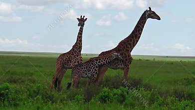 African giraffe family