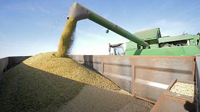 Agribusiness, combine unloads soybeans in truck during the autumn harvest in the field