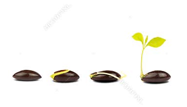 Seed germination process isolate on white background.