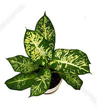 Dieffenbachia or Diffenbahia