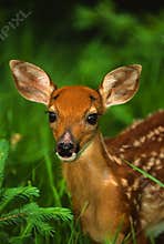 Whitetail Fawn Portrait
